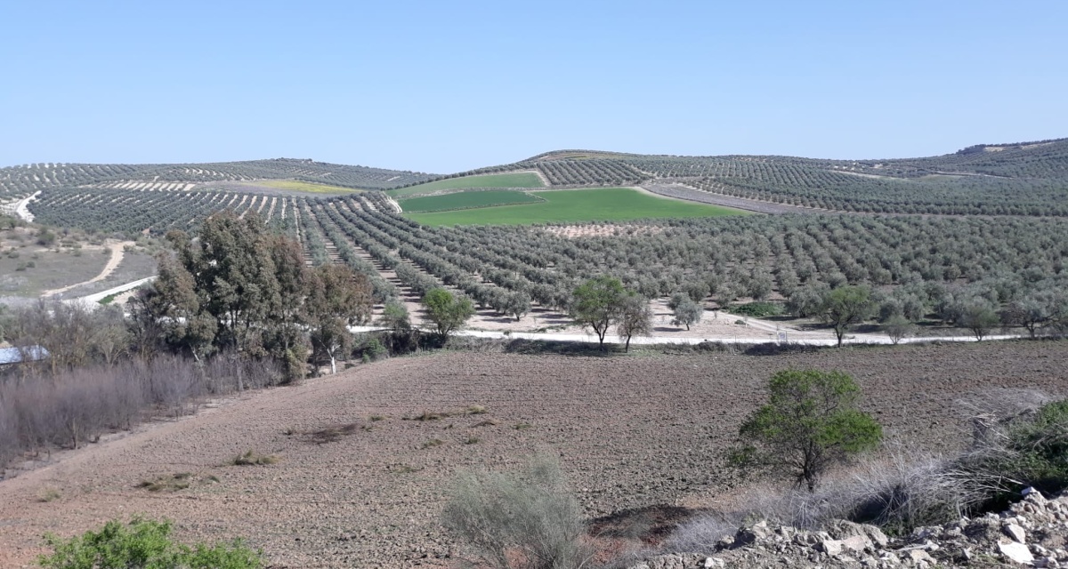 0 , 0 ,0,Land,For Sale,0,1119