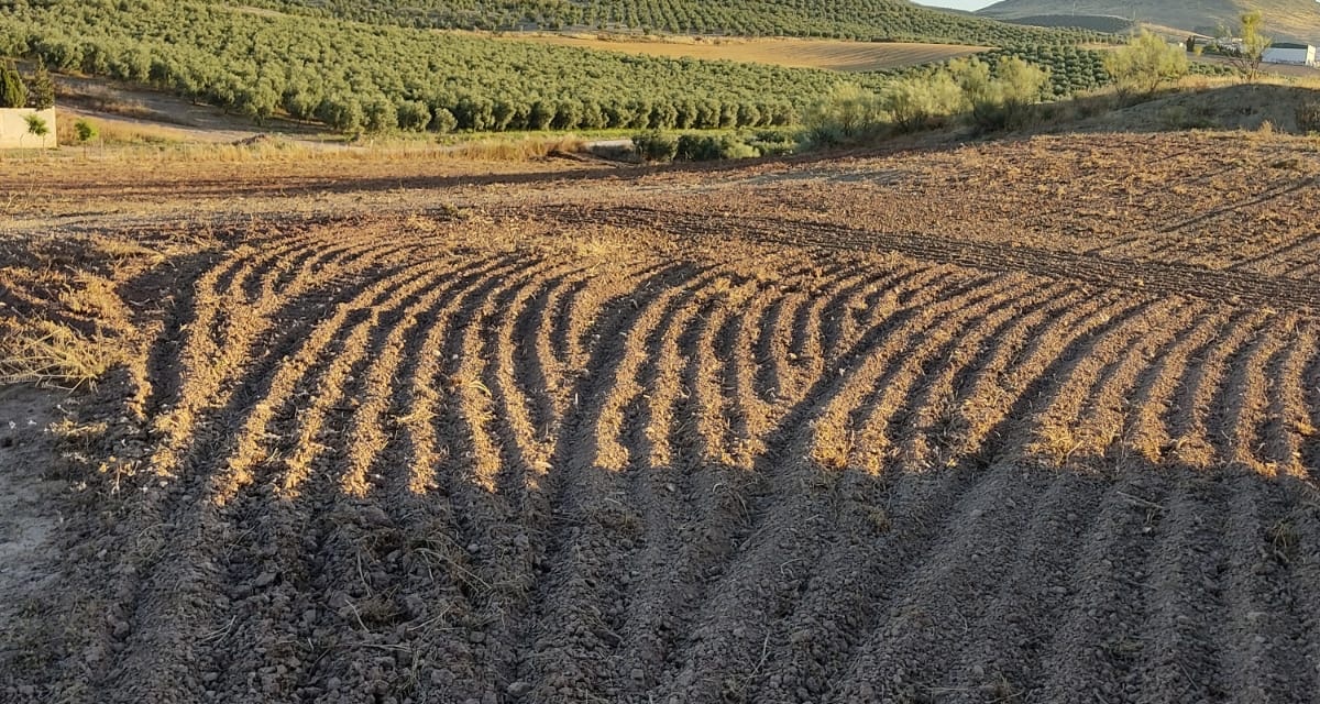 0 , 0 ,0,Land,For Sale,0,1119