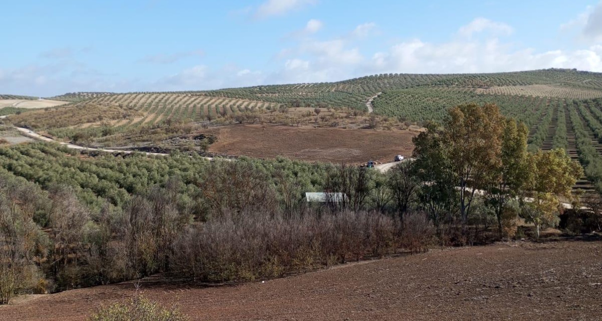 0 , 0 ,0,Land,For Sale,0,1119