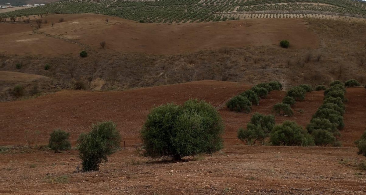 0 , 0 ,0,Land,For Sale,0,1119