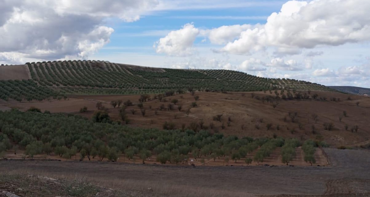 0 , 0 ,0,Land,For Sale,0,1119