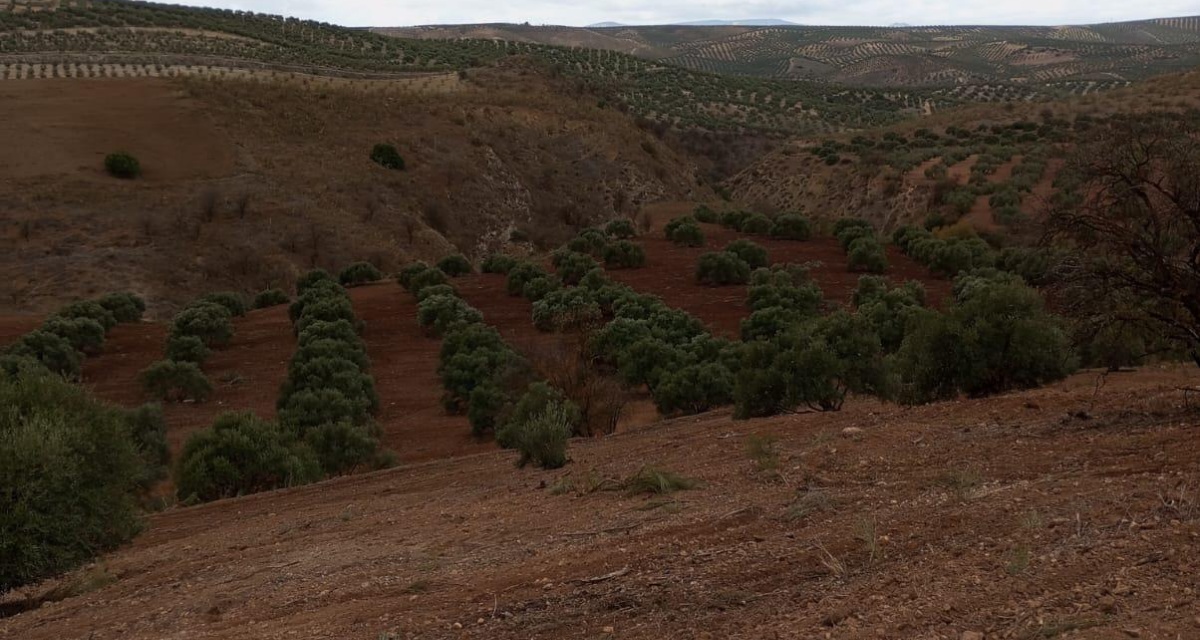 0 , 0 ,0,Land,For Sale,0,1119